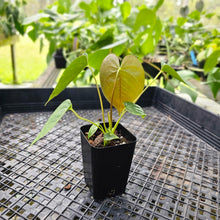 Load image into Gallery viewer, Anthurium Red Beauty 2.5" Pot, Fedex 2 day*