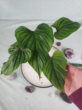 Load image into Gallery viewer, Plowmanii, Exact Plant, Philodendron