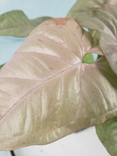 Load image into Gallery viewer, Syngonium Pink Spot Variegated 4" pot, Fedex 2day*