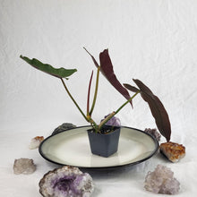 Load image into Gallery viewer, Philodendron Atabapoense 2.5" pot, Fedex 2day*