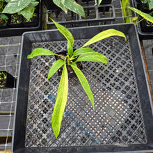 Load image into Gallery viewer, Anthurium Vittarifolium , Exact Plant Variegated Ships Nationwide
