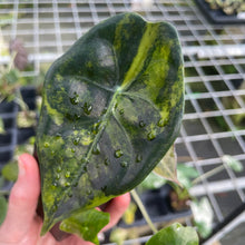Load image into Gallery viewer, Alocasia Longiloba Suhirmaniana aurea Variegated 2.5" pot, Fedex 2day*