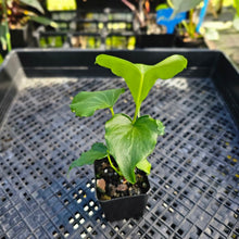 Load image into Gallery viewer, Anthurium Macrolobium x leuconeurum, Exact Plant 2.5" Ships Nationwide