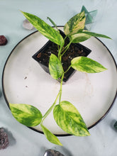 Load image into Gallery viewer, Yellow Flame, exact plant, variegated Epipremnum, ships nationwide