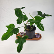 Load image into Gallery viewer, Philodendron Green Golden Dragon 4" pot, Fedex 2day*