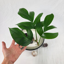 Load image into Gallery viewer, Rhaphidophora Decursiva 4" pot, Fedex 2day*