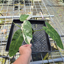 Load image into Gallery viewer, Philodendron Jose Buono, Exact Plant Variegated