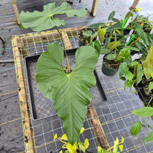 Load image into Gallery viewer, Anthurium Balaoanum "Dussii", Exact Plant Ships Nationwide