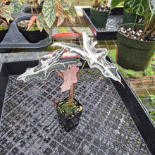 Load image into Gallery viewer, Alocasia nobilis pink Variegated Ships Nationwide
