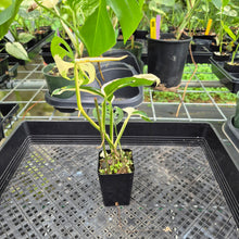 Load image into Gallery viewer, Monstera Adansonii Laniata Albo Variegated exact plant, Fedex 2day*