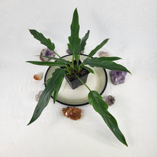 Load image into Gallery viewer, Philodendron Orchid Jungle 4" pot, Fedex 2 day*
