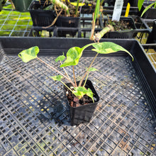 Load image into Gallery viewer, Alocasia Stingray, Exact Plant Ships Nationwide