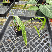 Load image into Gallery viewer, Philodendron Holtonianum Variegated, Exact Plant Ships Nationwide