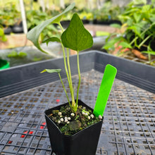 Load image into Gallery viewer, Anthurium Macrolobium, Exact Plant Ships Nationwide