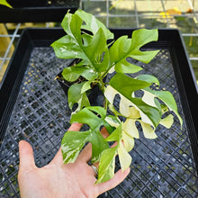 Load image into Gallery viewer, Rhaphidophora Tetrasperma Albo, Exact Plant Variegated double plant