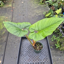 Load image into Gallery viewer, Philodendron Serpens exact plant, Fedex 2day*