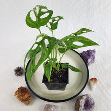 Load image into Gallery viewer, Monstera Adansonii Mint "Indonesia" Variegated 4" pot, Fedex 2day*