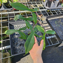 Load image into Gallery viewer, Philodendron 69686 Bette Waterbury, Exact Plant Ships Nationwide