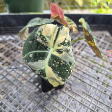 Load image into Gallery viewer, Alocasia Black Velvet Pink Variegata, Exact Plant Ships Nationwide