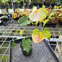 Load image into Gallery viewer, Anthurium White Obake 'Tropic Ice' 6" pot, Fedex 2day