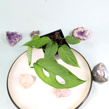 Load image into Gallery viewer, Monstera adansonii Laniata Shipped Nationwide