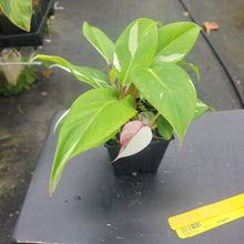 Load image into Gallery viewer, Philodendron White Princess, Exact Plant Variegated Ships Nationwide