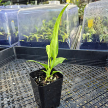 Load image into Gallery viewer, Anthurium Vittarifolium , Exact Plant Variegated Ships Nationwide