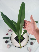 Load image into Gallery viewer, Philodendron Crassinervium, Exact Plant
