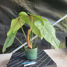 Load image into Gallery viewer, Philodendron Sodiroi True Form, Exact Plant Ships Nationwide