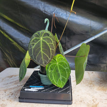 Load image into Gallery viewer, Anthurium Ace of Spades, Exact Plant Ships Nationwide