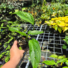 Load image into Gallery viewer, Monstera Acacoyaguensis 2.5" pot, Fedex 2day*