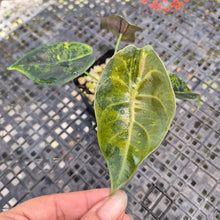 Load image into Gallery viewer, Alocasia Sedenii Aurea Variegated, Exact Plant Ships Nationwide