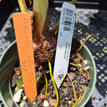 Load image into Gallery viewer, Philodendron Corsinianum exact plant, Fedex 2day*