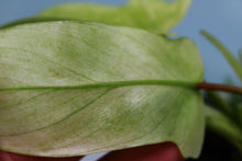 Load image into Gallery viewer, Philodendron Florida Ghost Exact Plant Ships Nationwide