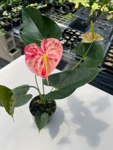 Load image into Gallery viewer, Anthurium Shibori, Exact Plant Variegated