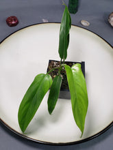 Load image into Gallery viewer, Philodendron 69686 Bette Waterbury 2.5" Pot, Fedex 2 day*