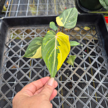 Load image into Gallery viewer, Philodendron Gloriosum variegated, Exact Plant Ships Nationwide