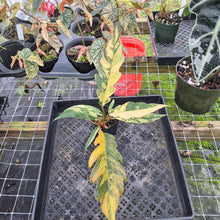 Load image into Gallery viewer, Philodendron Caramel Marble, Exact Plant Variegated Ships Nationwide
