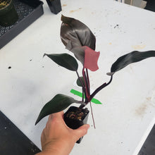 Load image into Gallery viewer, Philodendron Pink Princess, Exact Plant Variegated Ships Nationwide