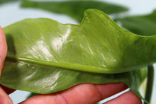 Load image into Gallery viewer, Variegated Philodendron Mottled Dragon Lime Fiddle Exact Plant