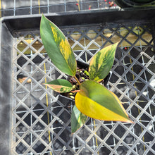 Load image into Gallery viewer, Philodendron Red Congo, Exact Plant Variegated Ships Nationwide