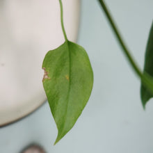 Load image into Gallery viewer, Anthurium Spectabile Wide Form Shipped Nationwide