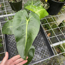 Load image into Gallery viewer, Philodendron Cordatum Kunth exact plant, Fedex 2day*