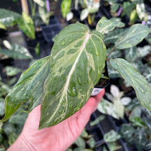 Load image into Gallery viewer, Philodendron Gloriosum Snow Leopard variegated 2.5" pot, FedEx 2day*