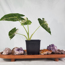 Load image into Gallery viewer, Alocasia Frydek Variegated 4" pot, Fedex 2day*