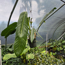 Load image into Gallery viewer, Anthurium Spectabile Wide Form exact plant, Fedex 2day*