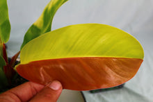 Load image into Gallery viewer, Variegated Philodendron Red Moon 'Half moon' Exact Plant