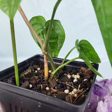 Load image into Gallery viewer, Anthurium Sp. Limon 4" pot, Fedex 2day*