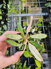 Load image into Gallery viewer, Philodendron Strawberry Caramel Marble Variegated 2.5" pot Fedex 2day*