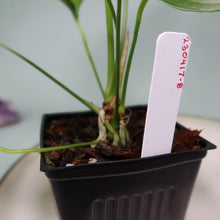 Load image into Gallery viewer, Anthurium Spectabile Wide Form Shipped Nationwide